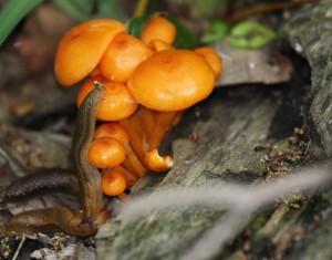 slugs & mushrooms